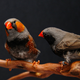 Illustration for article titled Drunk Birds Sing Drunkenly, Science Says